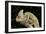 Yemen Chameleon (Chameleon Calyptratus), captive, Yemen, Middle East-Janette Hill-Framed Photographic Print