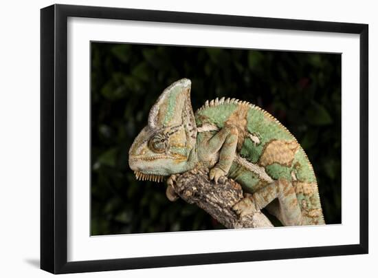 Yemen Chameleon (Chameleon Calyptratus), captive, Yemen, Middle East-Janette Hill-Framed Photographic Print