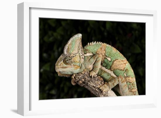 Yemen Chameleon (Chameleon Calyptratus), captive, Yemen, Middle East-Janette Hill-Framed Photographic Print