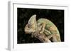 Yemen Chameleon (Chameleon Calyptratus), captive, Yemen, Middle East-Janette Hill-Framed Photographic Print