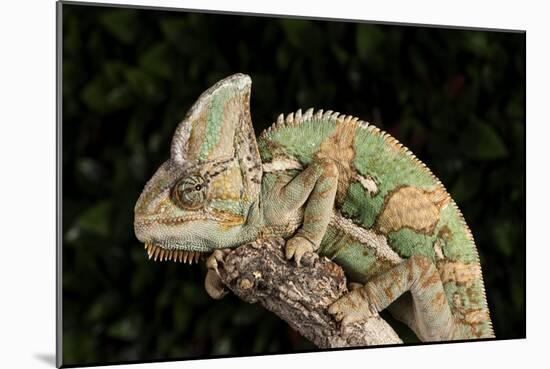 Yemen Chameleon (Chameleon Calyptratus), captive, Yemen, Middle East-Janette Hill-Mounted Photographic Print