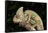 Yemen Chameleon (Chameleon Calyptratus), captive, Yemen, Middle East-Janette Hill-Framed Stretched Canvas