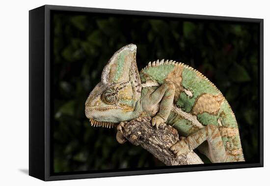 Yemen Chameleon (Chameleon Calyptratus), captive, Yemen, Middle East-Janette Hill-Framed Stretched Canvas