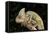 Yemen Chameleon (Chameleon Calyptratus), captive, Yemen, Middle East-Janette Hill-Framed Stretched Canvas