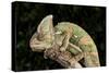 Yemen Chameleon (Chameleon Calyptratus), captive, Yemen, Middle East-Janette Hill-Stretched Canvas