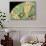 Yemen Chameleon (Chameleon Calyptratus), captive, Yemen, Middle East-Janette Hill-Stretched Canvas displayed on a wall