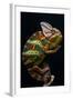 Yemen Chameleon-arturasker-Framed Photographic Print