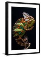 Yemen Chameleon-arturasker-Framed Photographic Print