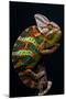 Yemen Chameleon-arturasker-Mounted Photographic Print