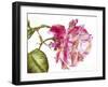 Yesterday's Beauty-Doris Joa-Framed Giclee Print