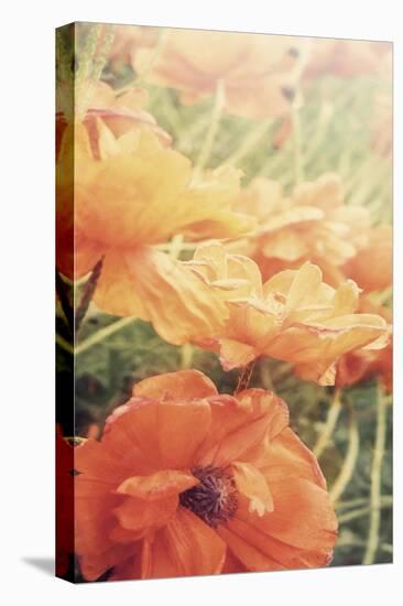 Yesterdays Poppies-Mindy Sommers-Stretched Canvas