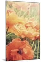 Yesterdays Poppies-Mindy Sommers-Mounted Giclee Print