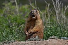 The Curious Groundhog Left Hibernation.-YevgeniyDr-Laminated Photographic Print