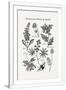 Gramercy White