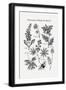 Black Frame