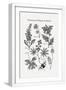 White Frame