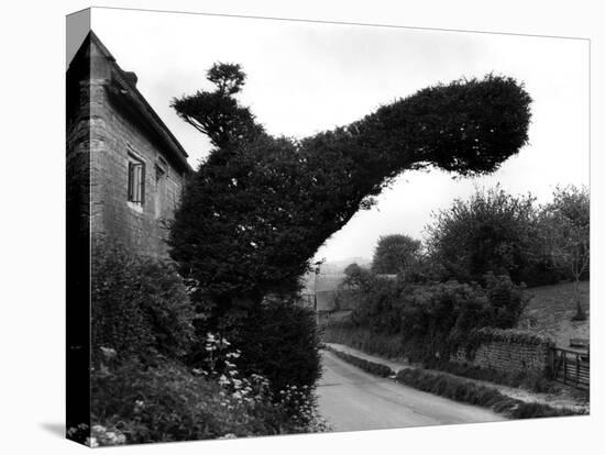 Yew Tree 'Bird'-J. Chettlburgh-Stretched Canvas