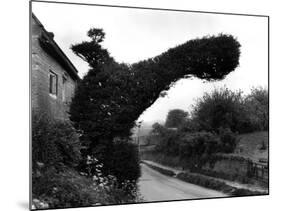 Yew Tree 'Bird'-J. Chettlburgh-Mounted Photographic Print