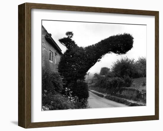 Yew Tree 'Bird'-J. Chettlburgh-Framed Photographic Print