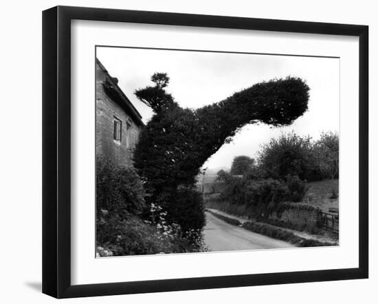 Yew Tree 'Bird'-J. Chettlburgh-Framed Photographic Print