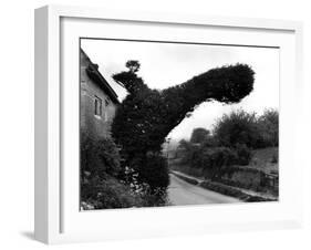 Yew Tree 'Bird'-J. Chettlburgh-Framed Photographic Print