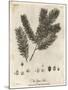 Yew Tree, Taxus Baccata. , 1776 (Engraving)-Johann Sebastien Muller-Mounted Giclee Print