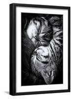 Yin and Yang-Andrea Jancova-Framed Premium Photographic Print