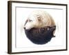 Yin and Yang-JoJoesArt-Framed Giclee Print