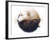 Yin and Yang-JoJoesArt-Framed Giclee Print