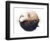 Yin and Yang-JoJoesArt-Framed Premium Giclee Print