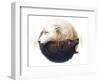 Yin and Yang-JoJoesArt-Framed Premium Giclee Print