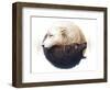 Yin and Yang-JoJoesArt-Framed Giclee Print