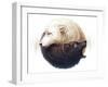 Yin and Yang-JoJoesArt-Framed Giclee Print