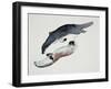 Yin Yang-Mark Adlington-Framed Giclee Print