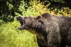 Grizzly bear, Montana, Usa-Yitzi Kessock-Photographic Print
