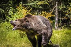 Grizzly bear, Montana, Usa-Yitzi Kessock-Photographic Print