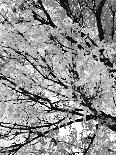 Autumn Leafage - Noir-Ylva Solberg-Giclee Print