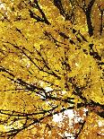 Autumn Foliage-Ylva Solberg-Mounted Giclee Print