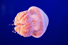 Jellyfish-ymgerman-Photographic Print