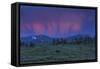 YNP Sunset-Galloimages Online-Framed Stretched Canvas