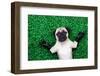 Yoga Dog-Javier Brosch-Framed Photographic Print