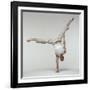 Yoga Pose-Tony McConnell-Framed Photographic Print