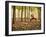 Yoga Practice Among a Rubber Tree Plantation in Chiang Dao, Thaialand-Dan Holz-Framed Photographic Print