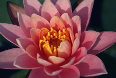 Pink Water Lily, Pink Lotus, Nymphaea Pubescens-yogesh more-Stretched Canvas