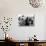 Yojimbo, Toshiro Mifune, 1961-null-Stretched Canvas displayed on a wall