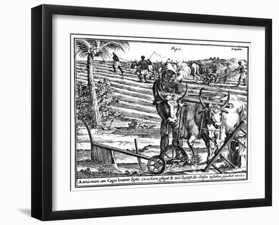 Yoking Oxen and Ploughing Fields, South Africa, 18th Century-null-Framed Giclee Print