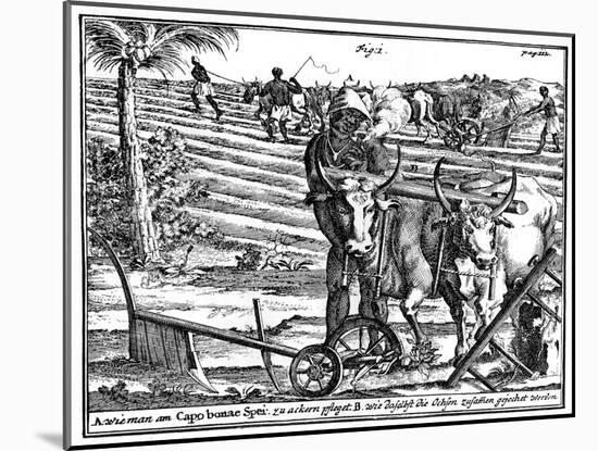 Yoking Oxen and Ploughing Fields, South Africa, 18th Century-null-Mounted Giclee Print