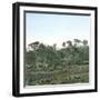 Yokohama (Japan), Graves of the Russians Assassinated in Yokohama, Circa 1860-Leon, Levy et Fils-Framed Photographic Print