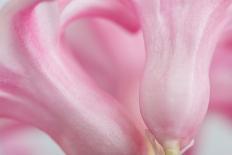 Close Up Details of Petals to Hyacinth a Spring Flower-Yon Marsh-Framed Photographic Print