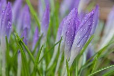 Close Up Details of Petals to Hyacinth a Spring Flower-Yon Marsh-Framed Photographic Print